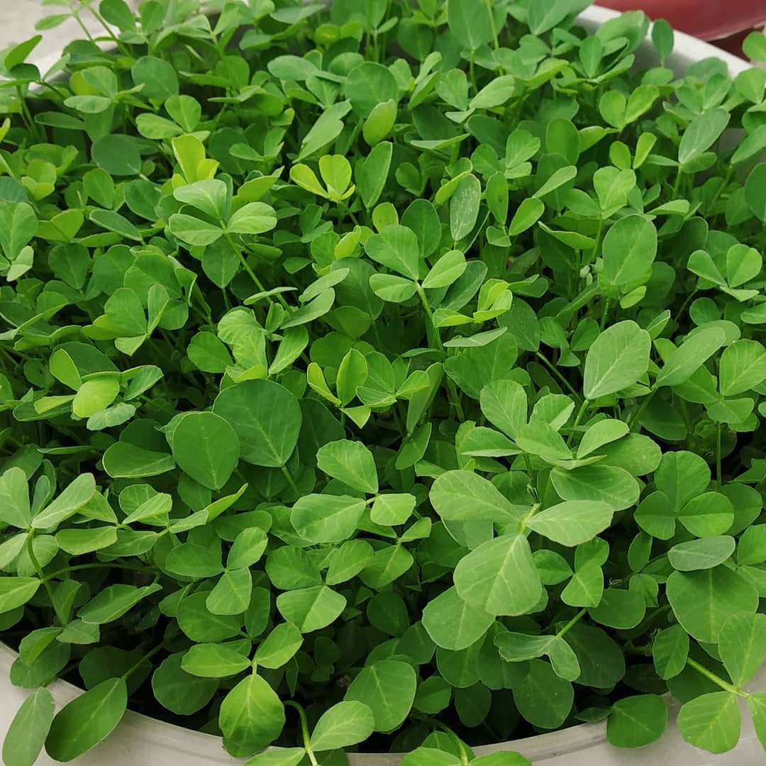 Fenugreek